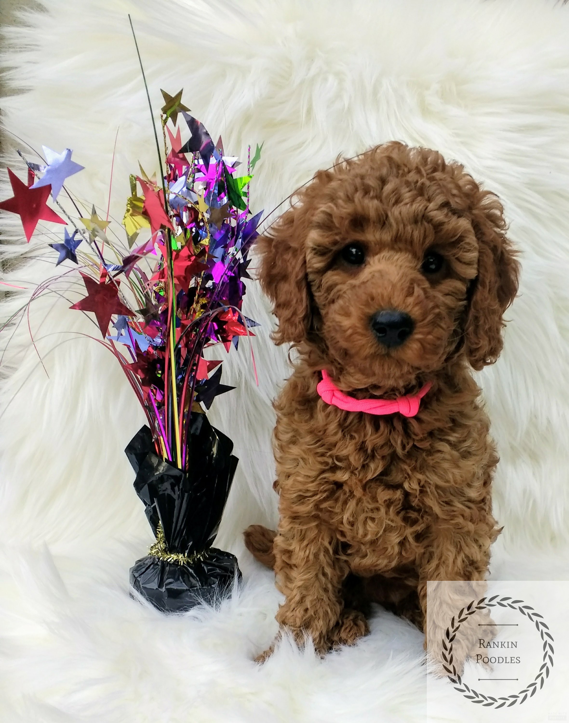 betty – Rankin Poodles